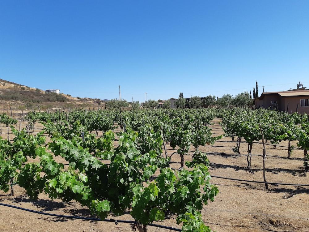 Hotel Meson Del Vino Valle de Guadalupe Dış mekan fotoğraf